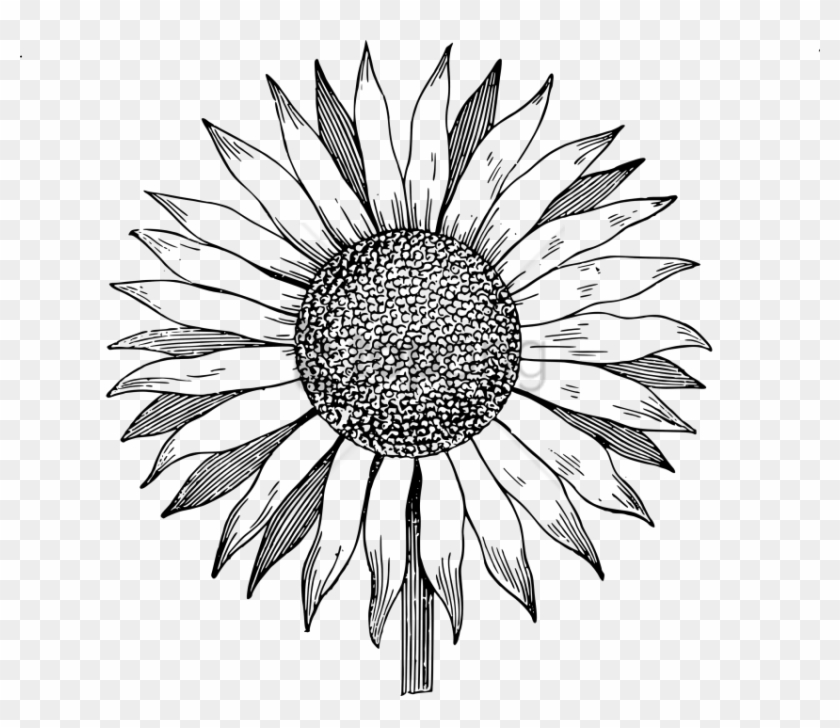 Free Png White Sunflower Png Png Image With Transparent Black