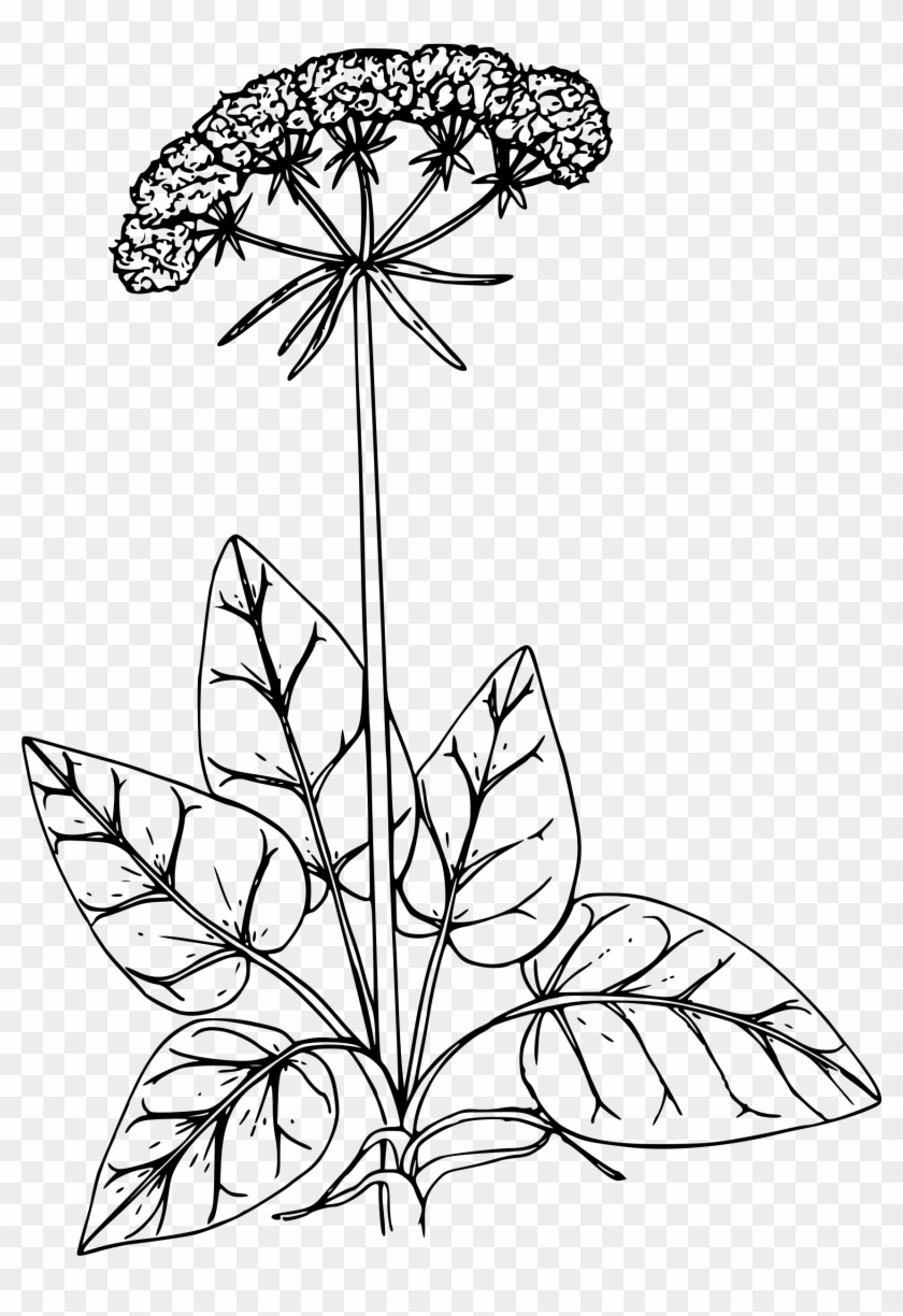 This Free Icons Png Design Of California Buckwheat, Transparent Png