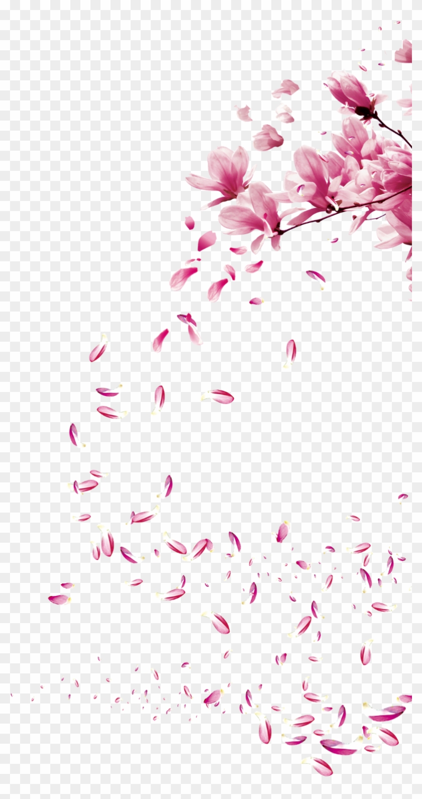 Flowers Flores Sakura Petalas Petala Sticker Cherry Blossom Brush Hd Png Download 1024x1536 Pngfind