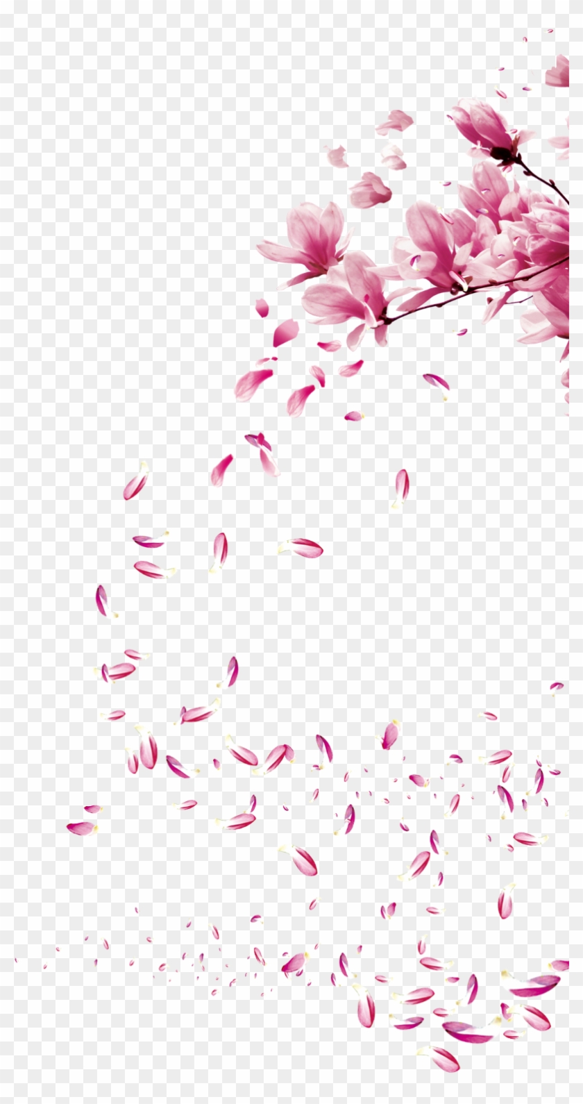 Sakura PNG Images  Free Photos, PNG Stickers, Wallpapers