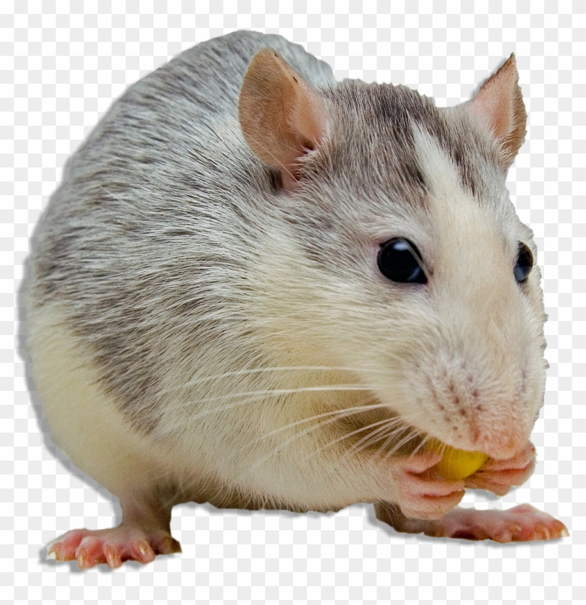 mouse #animal #ftestickers - Do People Hate Rats, HD Png Download -  1024x1039(#1854534) - PngFind