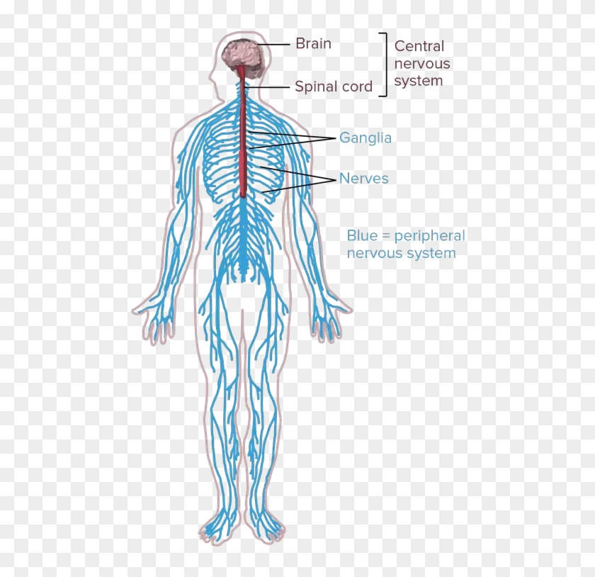 Diagram Nervous System Easy Drawing : Pinterest • The world's catalog