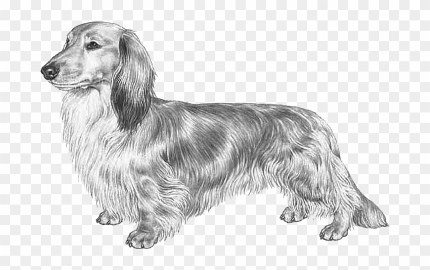 Dachshund Long Haired Fci148, HD Png Download - 800x800(#1868837) - PngFind Dachshund Long Haired Fci148, HD Png Download - 800x800(#1868837) - PngFind