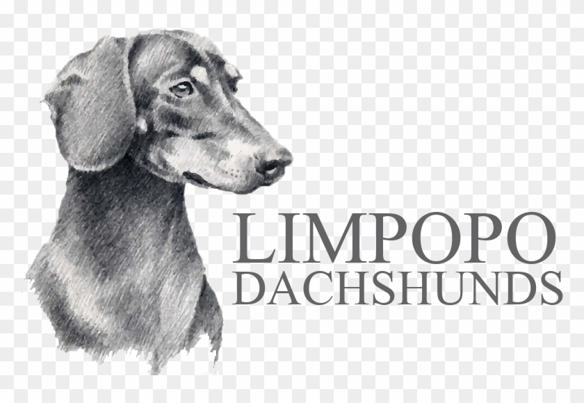 Logo-final - Perro Salchicha Dibujo A Lapiz, HD Png Download -  1080x500(#1869338) - PngFind