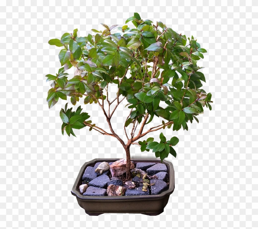 Bonsai Myrtle Tree Golden Gate Bonsai Hd Png Download 693x720 1892286 Pngfind