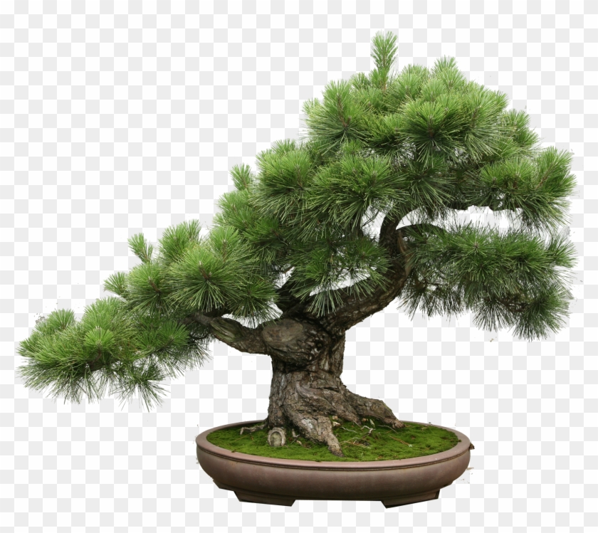 The Art Of Creating A Bonsai Tree - Bonsais Png, Transparent Png