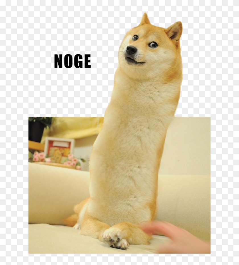 doge dog breed