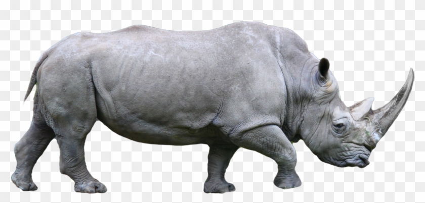 Rhino Png, Transparent Png - 1700x770(#197415) - PngFind
