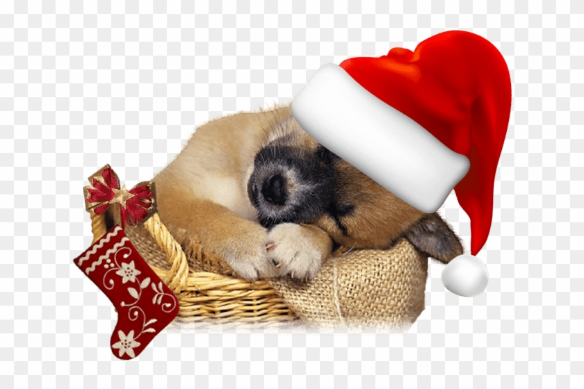 Fondos De Navidad Con Perritos Para Fondo En Hd Gratis, HD Png Download -  1024x768(#1910113) - PngFind