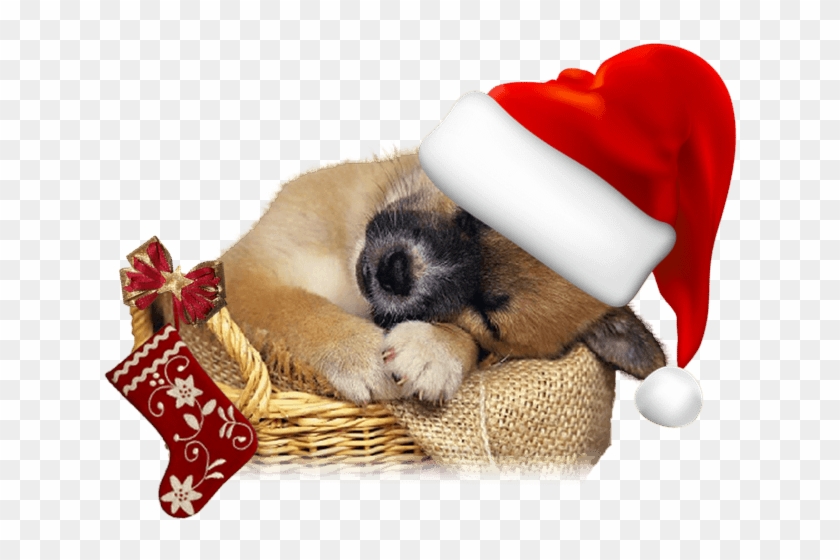 Fondos De Navidad Con Perritos Para Fondo En Hd Gratis, HD Png Download - 1024x768(#1910113) - PngFind Fondos De Navidad Con Perritos Para Fondo En Hd Gratis, HD Png Download - 1024x768(#1910113) - PngFind