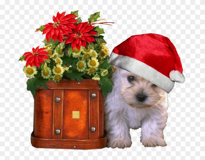 Fondos De Navidad Con Perritos Para Escritorio En Hd, HD Png Download - 1024x768(#1910136) - PngFind Fondos De Navidad Con Perritos Para Escritorio En Hd, HD Png Download - 1024x768(#1910136) - PngFind
