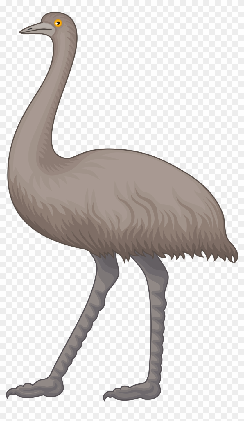 Emu Clipart Cartoon, HD Png Download - 1431x2400(#1921153) - PngFind