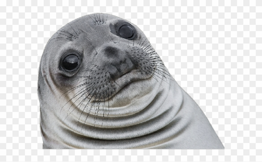 fat chubby seal