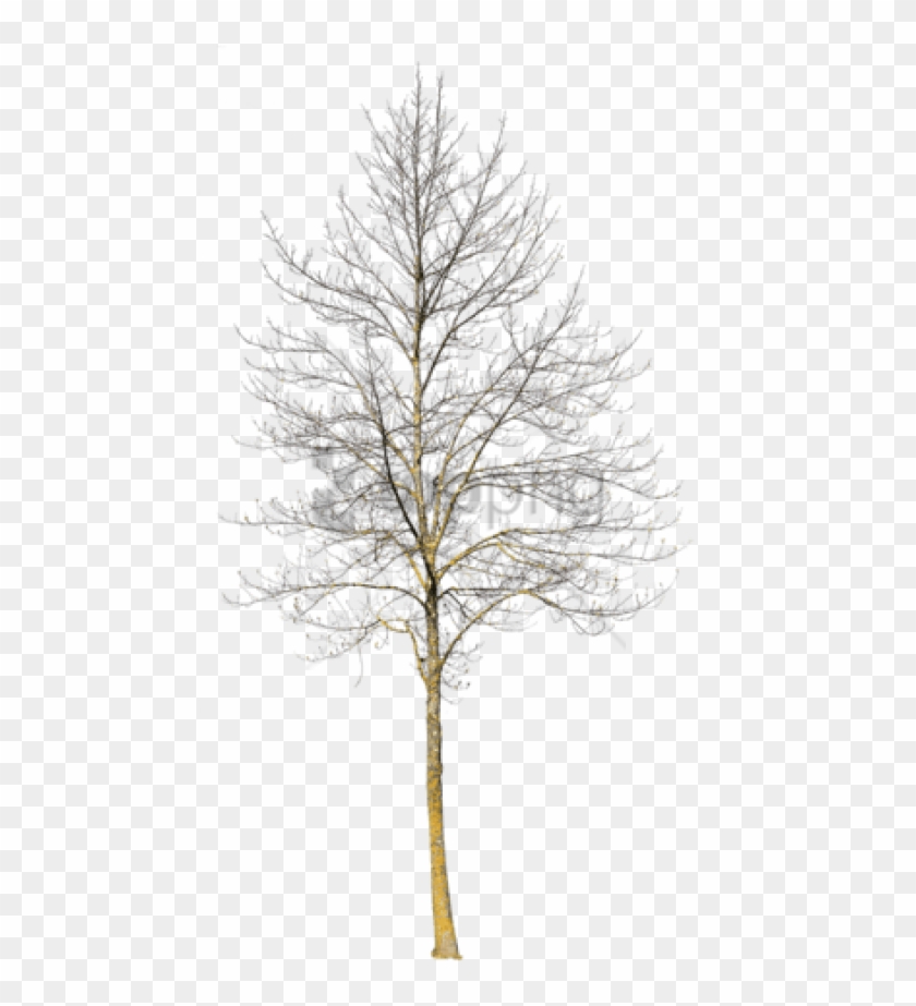 Free Png Download Deciduous Trees In Winter Png Images Winter Tree Cut Out Transparent Png 480x843 Pngfind