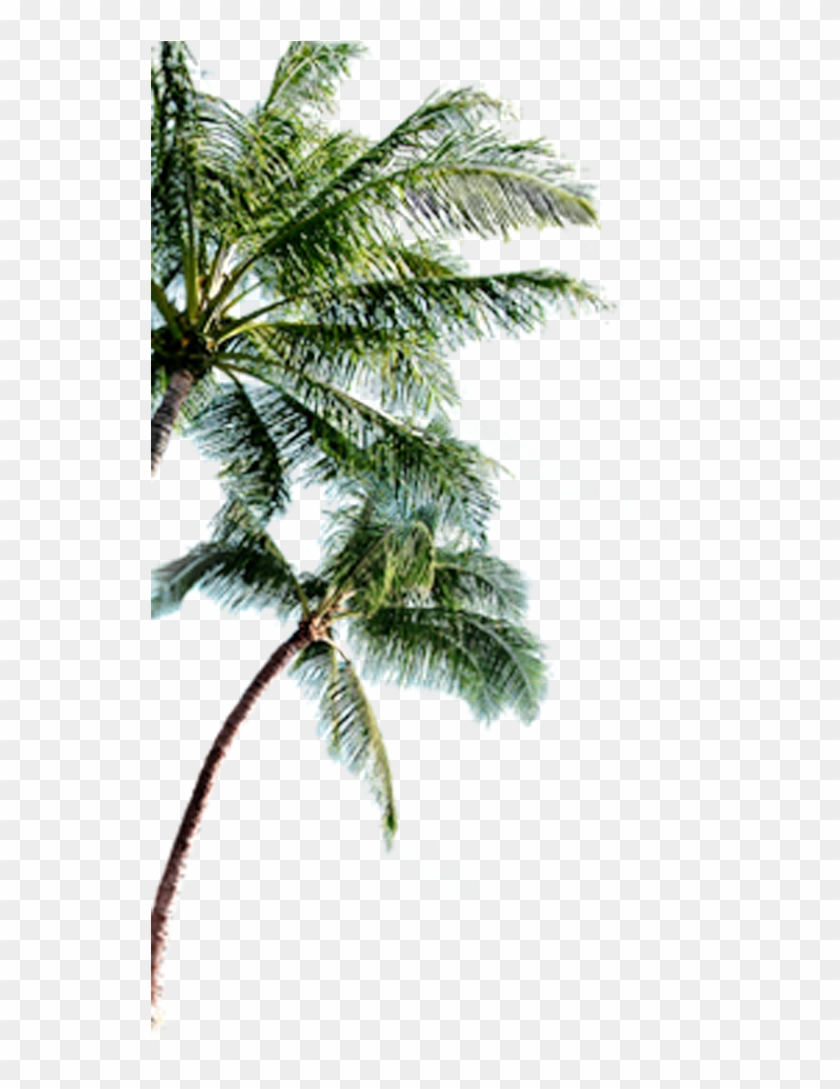Bahamas Clipart Palm Tree - Palmeras Png Para Photoshop, Transparent ...