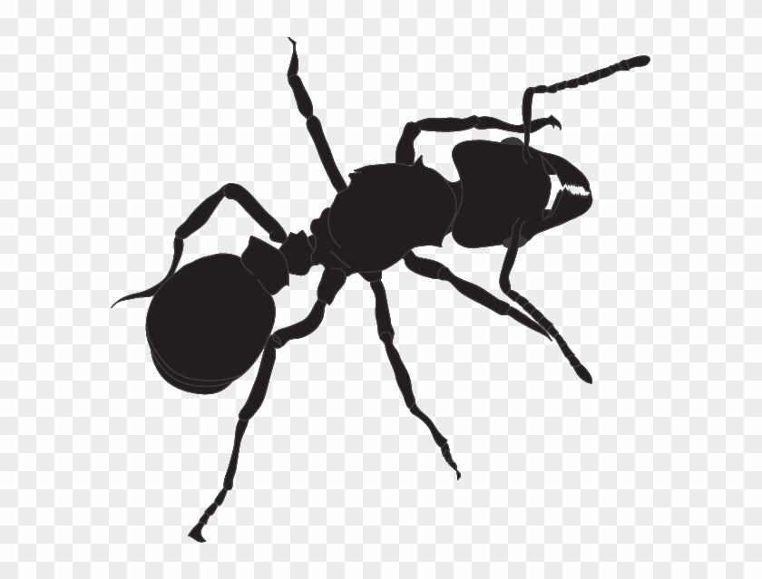 595 X 559 1 Ant Hd Png Download 595x559 1955708 Pngfind