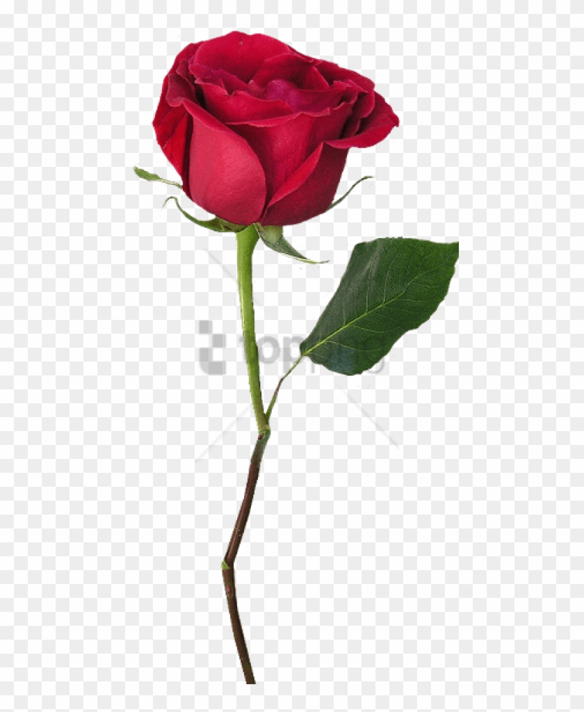 Free Png Rose With Stem Png Image With Transparent Single Red