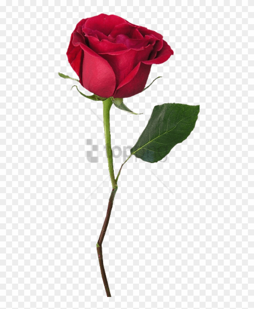 White Rose With Stem Png