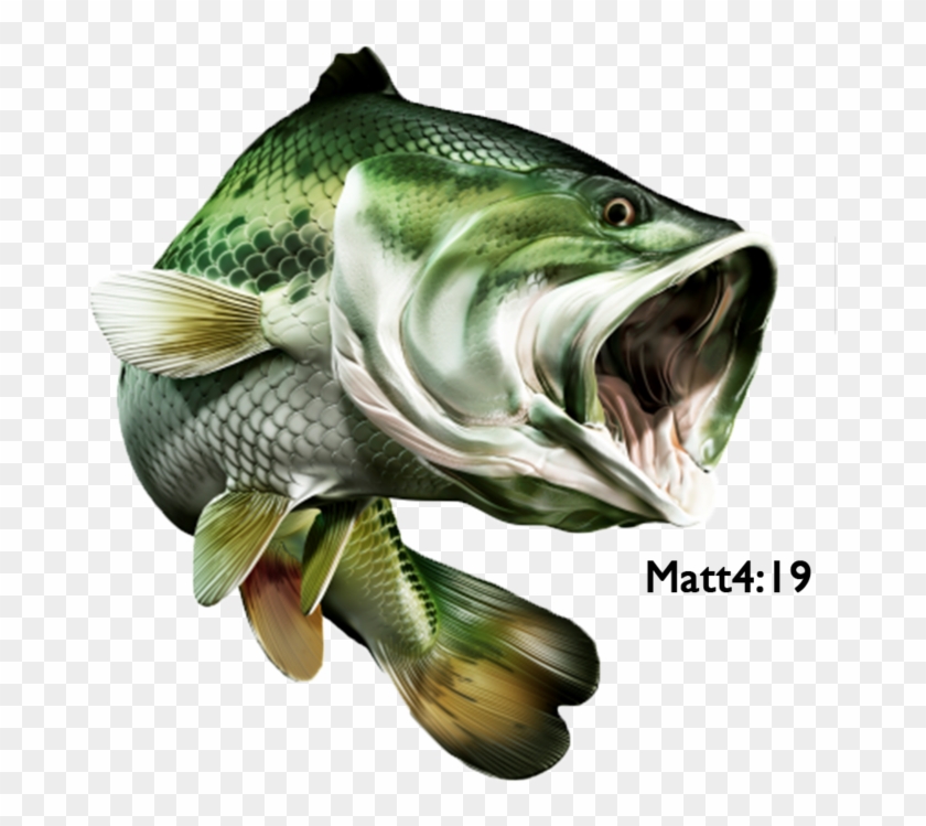 Largemouth Bass Png, Transparent Png 960x1200(1973350) PngFind