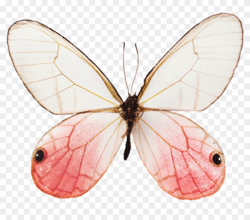 Butterfly Aesthetic , Png Download, Transparent Png - 830x658(#1976273) -  PngFind