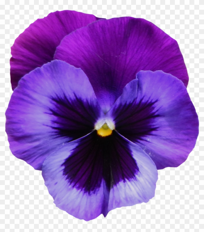 Flower Tattoo Clipart Violet - Violet Flower, HD Png Download - 910x990(#1984056) - PngFind