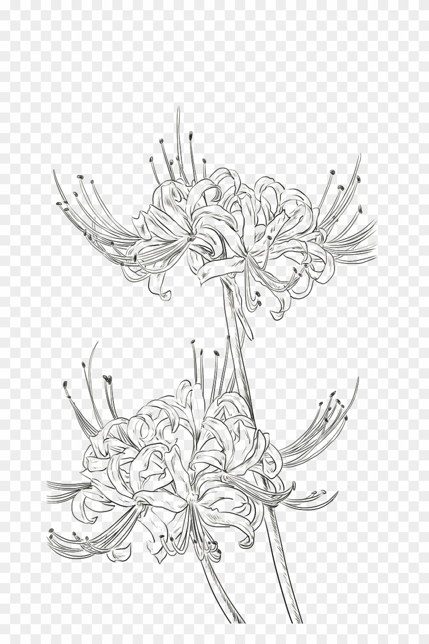 Drawn Strawberry Chrysanthemum - Red Spider Lily Line Art, HD Png