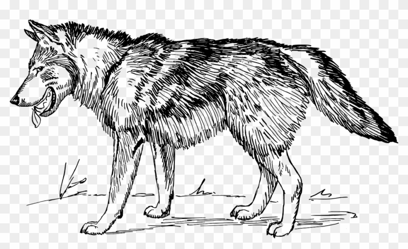 Wolf Line Drawing - Wolf Clip Art Black And White, HD Png Download