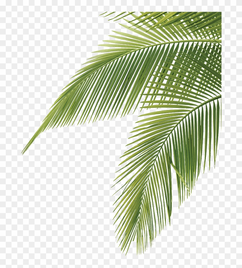 Palm tree leaves palm tree leaves png transparent png 709x853 