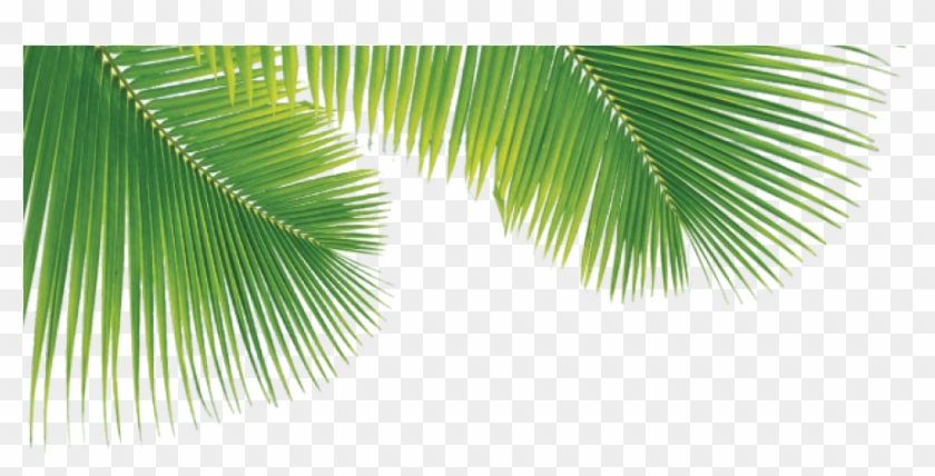 Palm Leaf Png