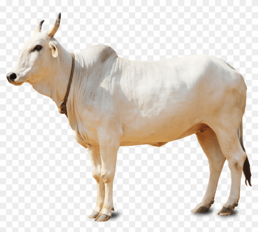 Featured image of post Cow Images Hd Png : They are a prominent modern member of the subfamily bovinae, are the most widespread species of the genus bos, and are most commonly classified collectively as bos taurus.