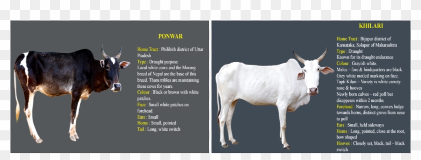 Picture - Cow Information In Kannada, HD Png Download - 971x323(#209327) -  PngFind