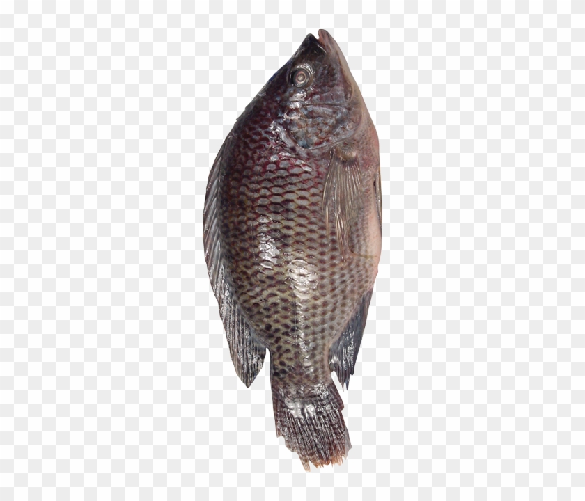 Pyas Fish Image Fresh Basa/catfish/pangasius Bocourti From Vietnam - Pomacentridae, HD ...