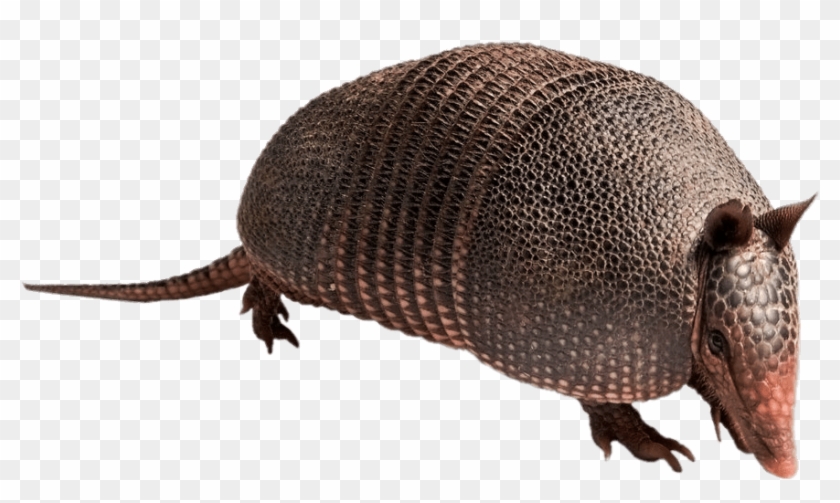 DOWNLOAD Mighty The Armadillo PNG Transparent Image, Pxpng