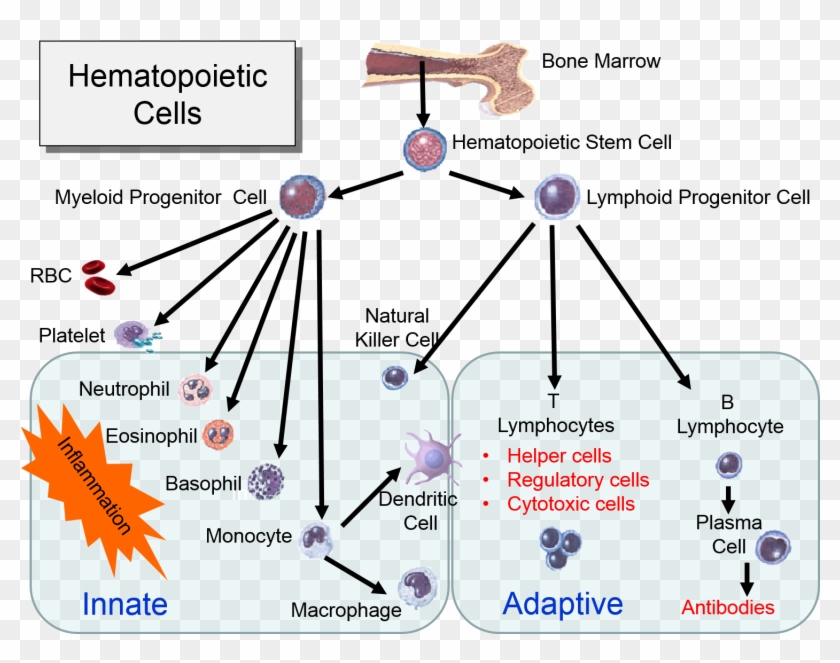 Hematopoeticstemcells Innate And Adaptive Immune System Diagram Hd Png Download 1507x1191 2068961 Pngfind