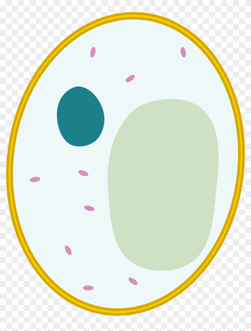 Basic Animal Cell Unlabeled - Natural Sciences Grade 9 - Unlabeled