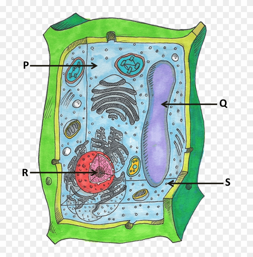 VIN Diagram Of Animal And Plant Cell