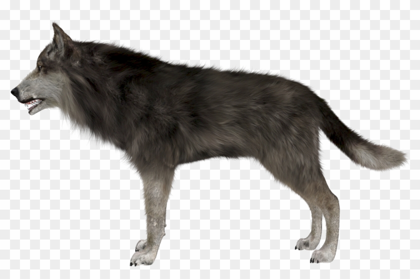 Gray Wolf Clipart Invisible Background - Wolf Side View Png, Transparent Png  - 1920x1080(#2071950) - PngFind