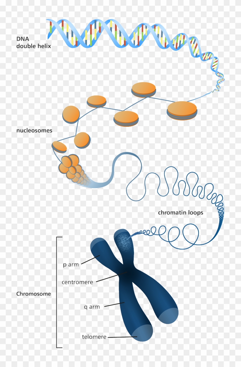Illustration Showing How Dna Is Packaged Into A Chromosome