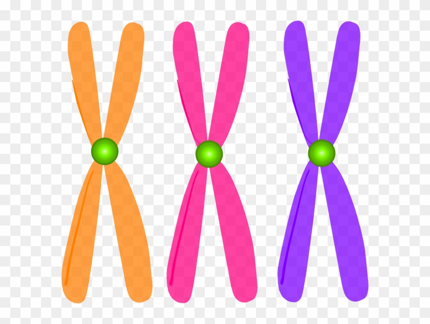 Chromosomes Clip Art - Clip Art Chromosomes Png, Transparent Png