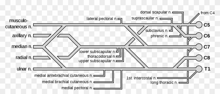 File - Brachial Plexus - Svg - Brachial Plexus, HD Png Download