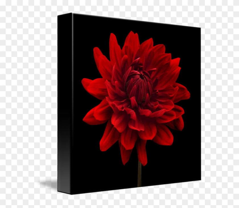Red Dahlia Flower By Natalie Kinnear - Flowers On Black Background