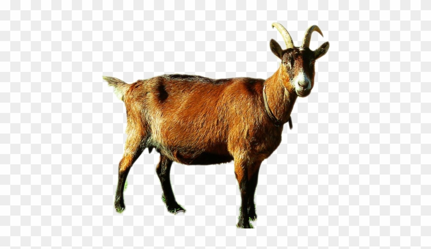 indian goat png