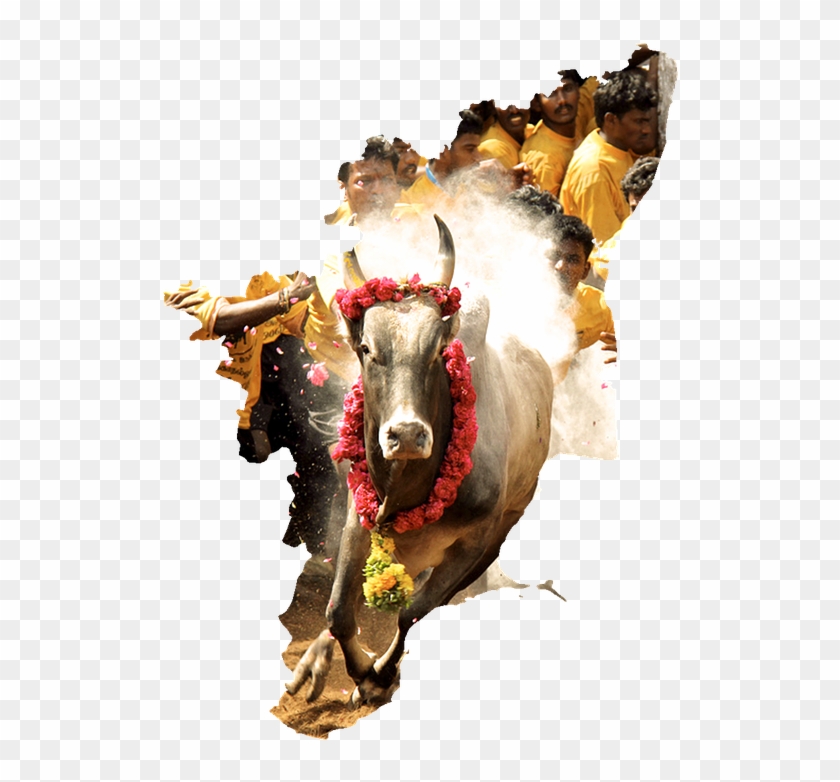 Jallikattu HD wallpapers  Pxfuel