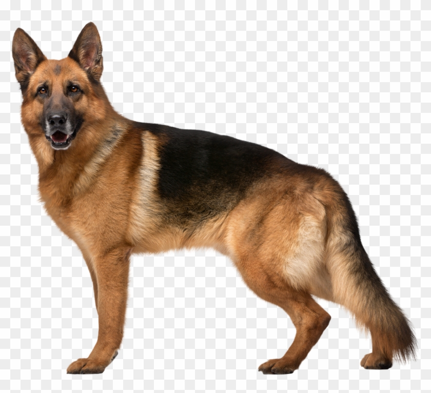 our generation german shepherd