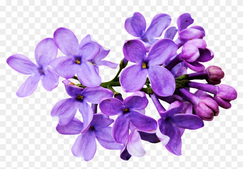 Flores Moradas Png - Lavender Color Flower Png, Transparent Png -  1024x680(#2103102) - PngFind