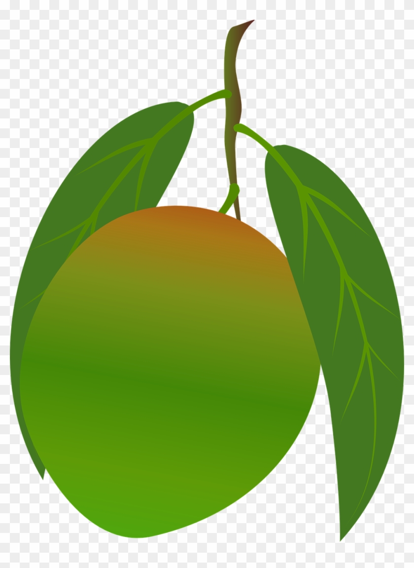 wallpapers Ripe Clipart Mango Fruit green mango fruit png transparent png