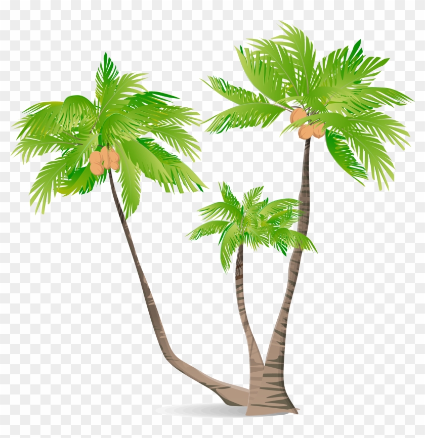Arecaceae Green Coconut Illustration - Coconut Tree Illustration, HD Png  Download - 3001x2953(#2108913) - PngFind