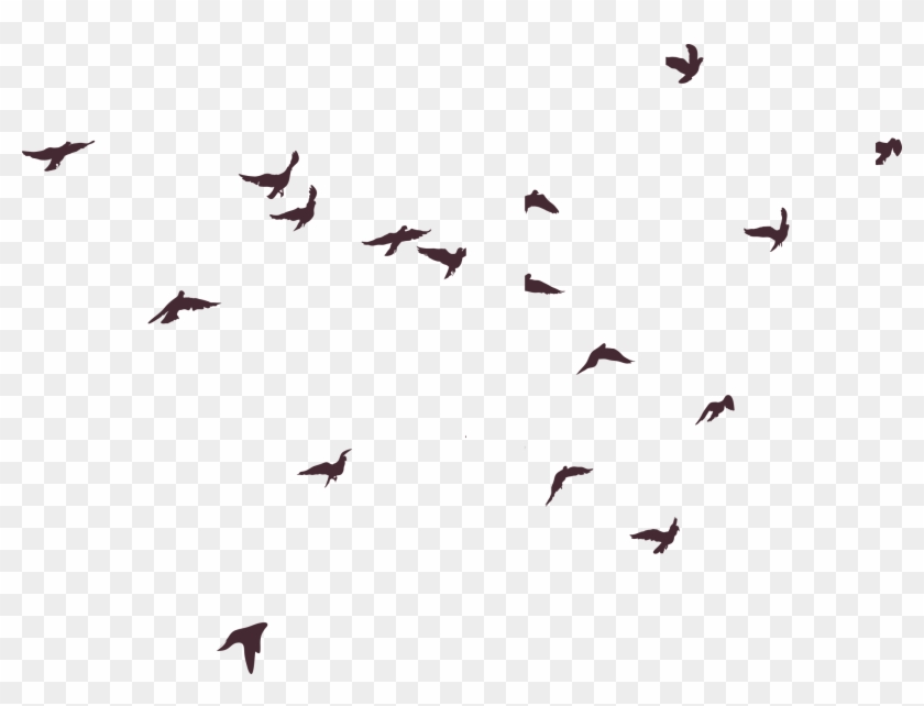 silhouette bird birds png image high quality clipart silhouette birds transparent png 2098x1504 2129849 pngfind silhouette bird birds png image high