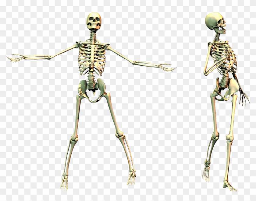 Download Spooky Skeleton 02 Png Stock Skeleton On Transparent Background Png Download 2806x1984 2149800 Pngfind PSD Mockup Templates