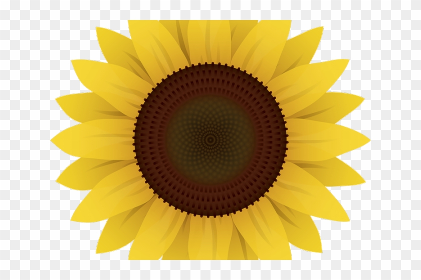 Sunflower Clipart Vector - Sunflower Cartoon Transparent Background, HD Png  Download - 640x480(#2173352) - PngFind